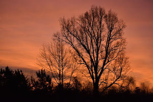 Meet your Posher, Ronaldinio